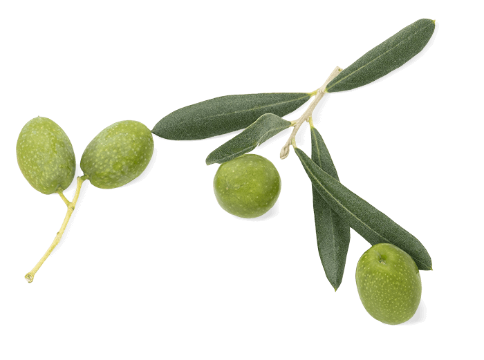 Olive coratina Gioacchino Maggiore