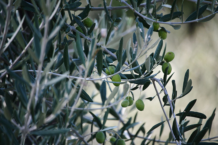 Olive Coratina